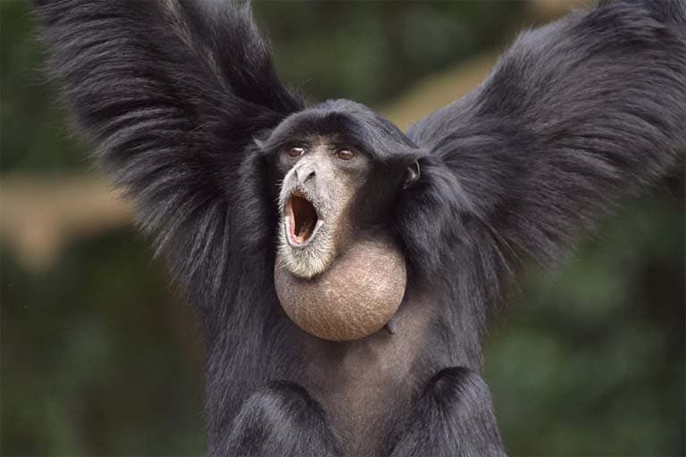 suara siamang