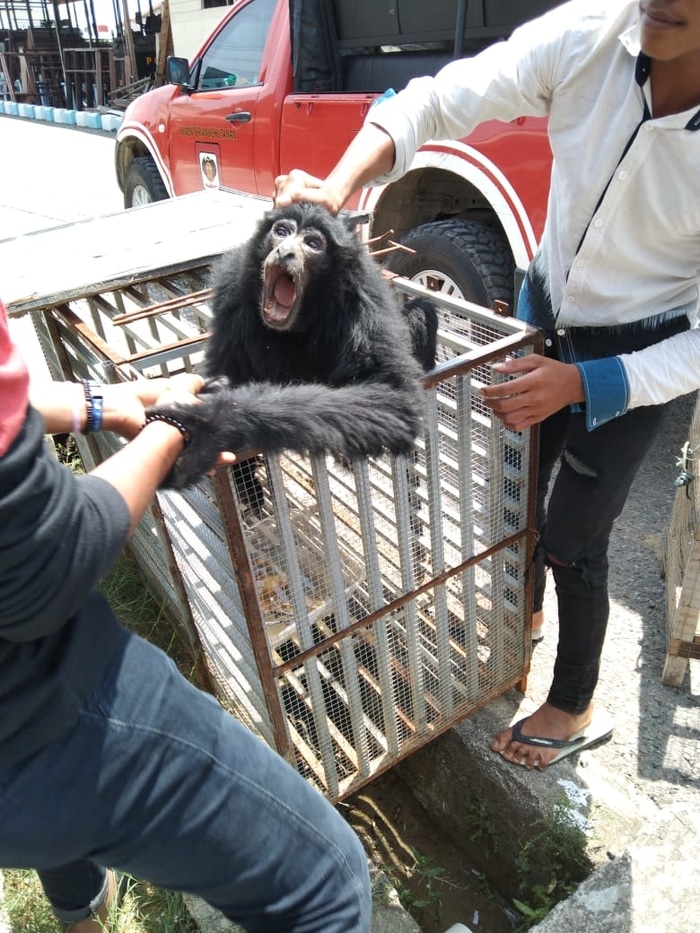 miliki owa siamang