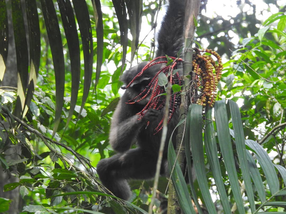 makanan owa jawa