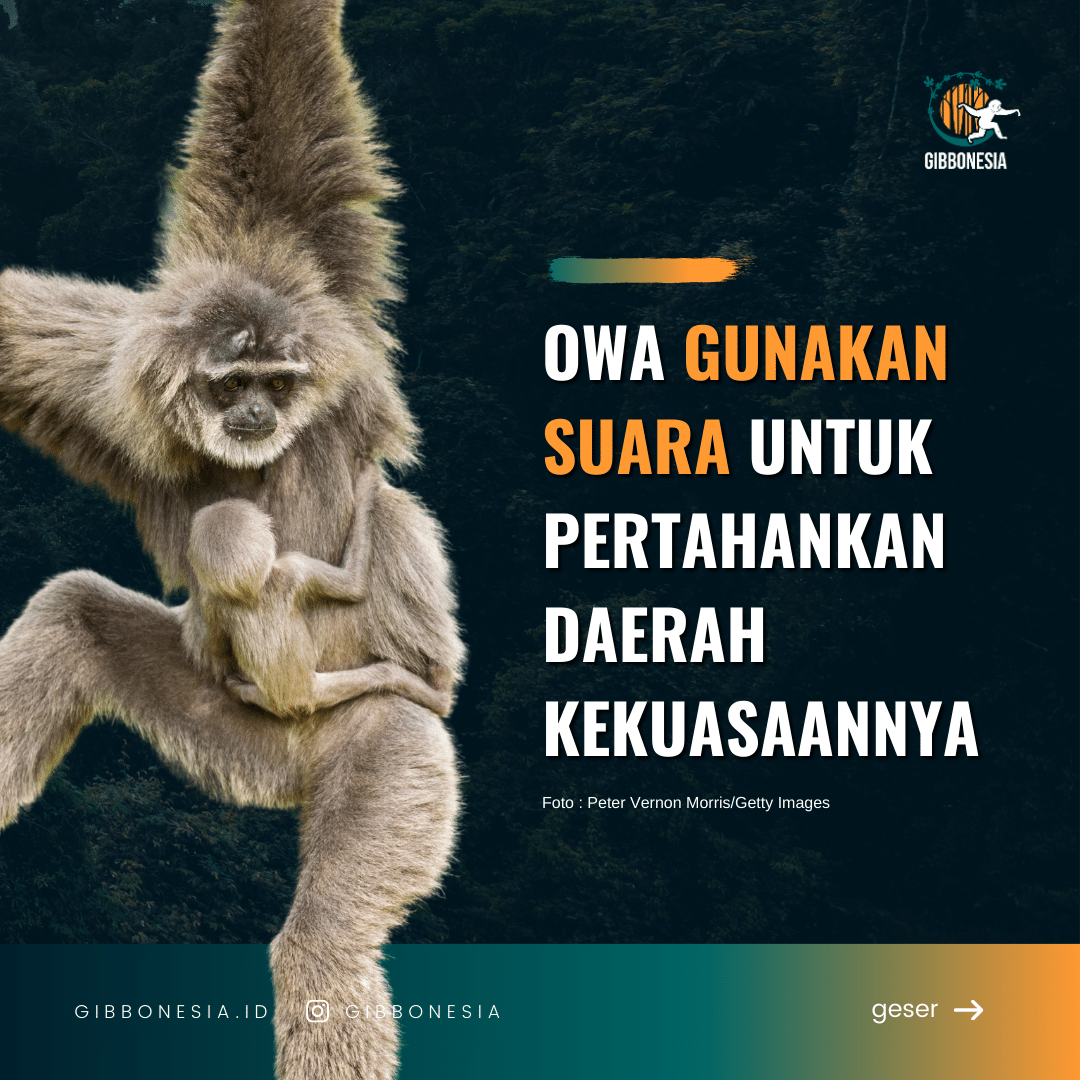 owa jawa suara