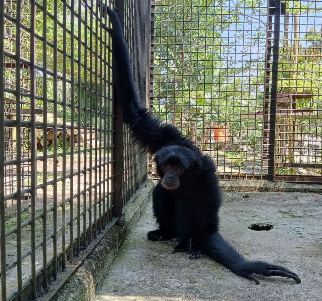 siamang rokan hulu