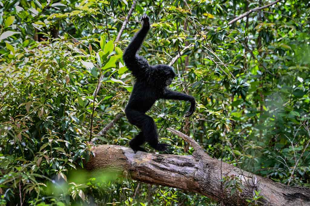 owa siamang