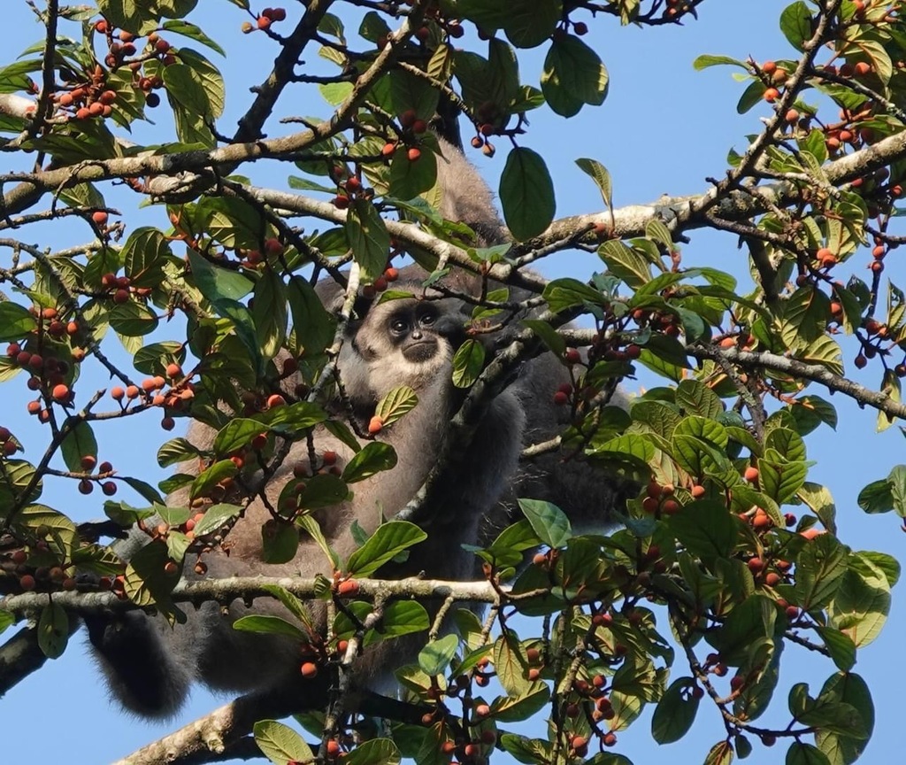 Owa jawa memakan buah (Foto: Roylesafaris)